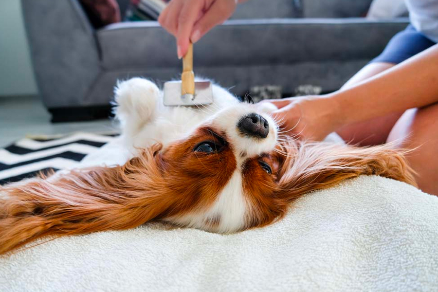 Understanding Pet Care Manuals In Minutes Using Resoomer's Advanced Summaries